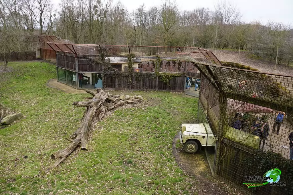 Berberlöwe im GaiaZOO - 2018: Mitten in das Löwengehege ist scheinbar ein Jeep eingebrochen