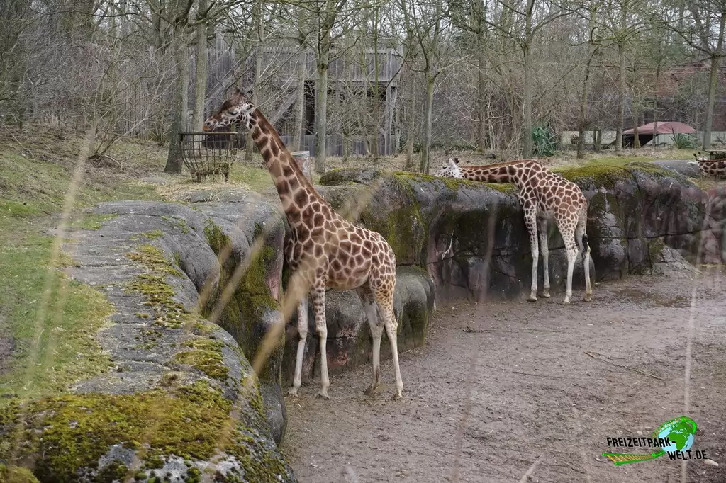 Giraffe im GaiaZOO - 2018