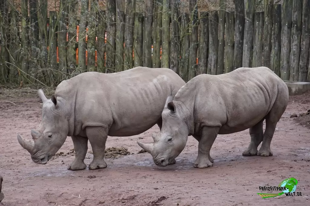 Breitmaul-Nashorn im GaiaZOO - 2018