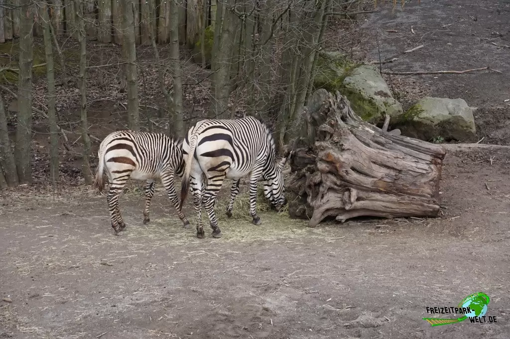 Bergzebra im GaiaZOO - 2018