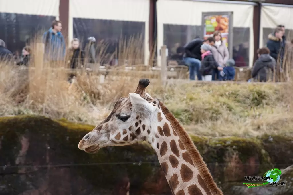 Giraffe im GaiaZOO - 2018