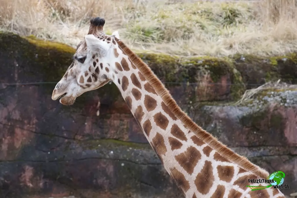 Giraffe im GaiaZOO - 2018