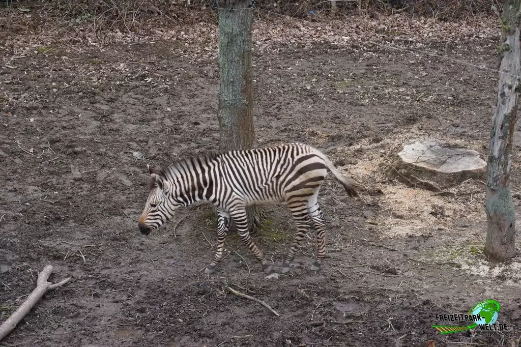 Bergzebra im GaiaZOO - 2018