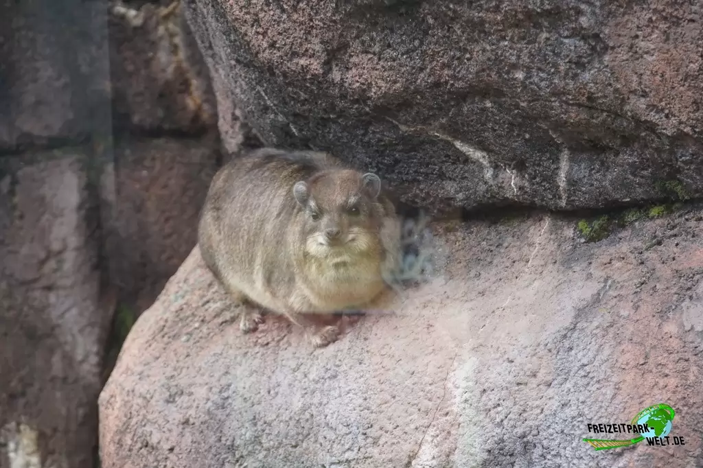 Kap-Klippschliefer im GaiaZOO - 2018