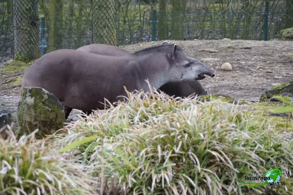 Flachlandtapir im GaiaZOO - 2018