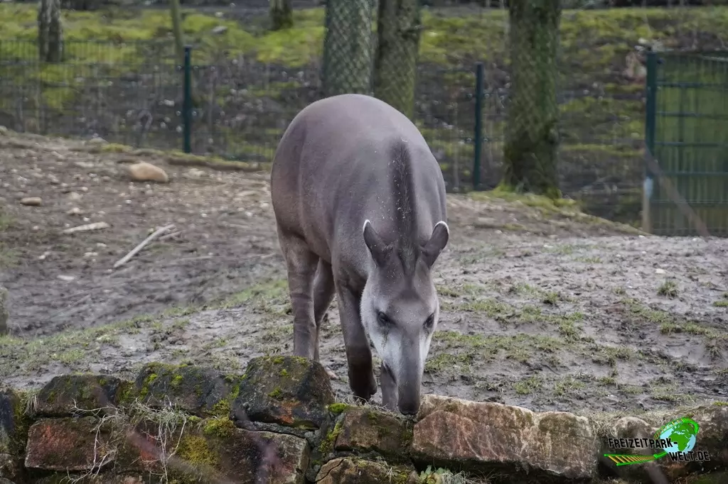 Flachlandtapir im GaiaZOO - 2018
