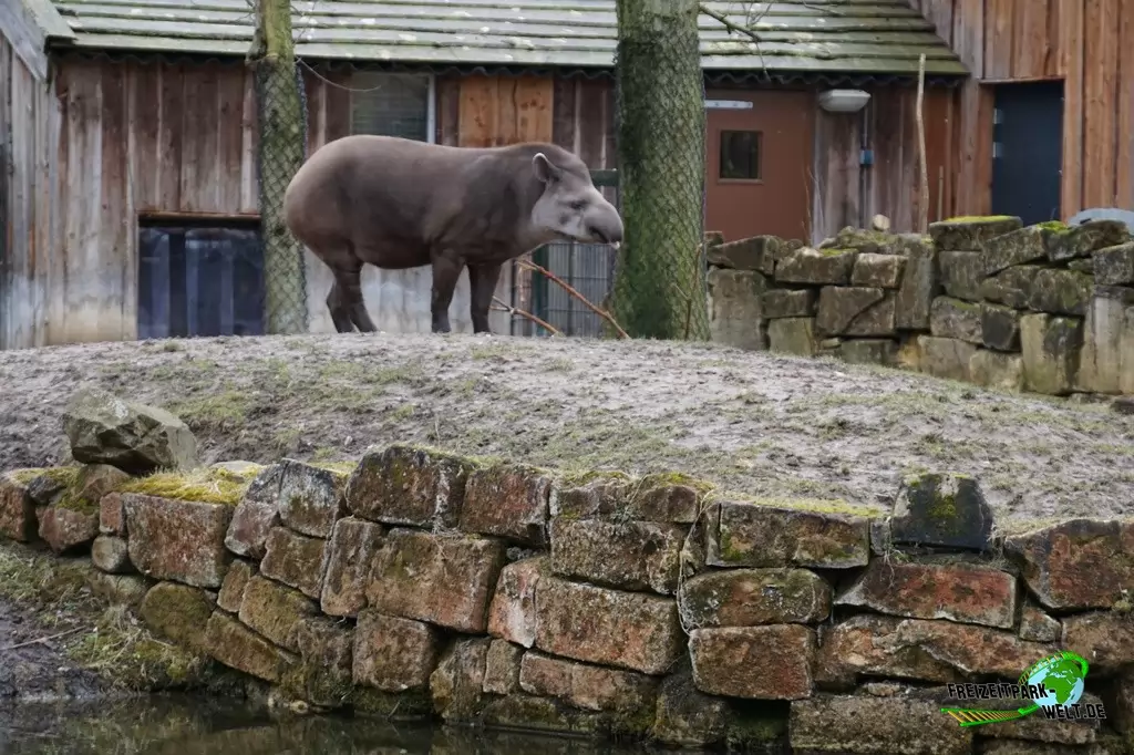 Flachlandtapir im GaiaZOO - 2018