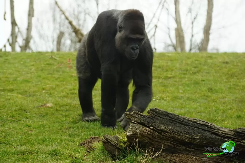Westlicher Flachland-Gorilla im GaiaZOO - 2018