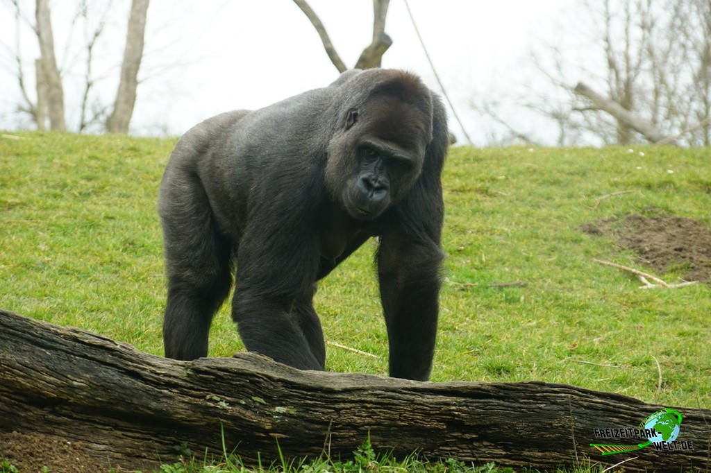 Westlicher Flachland-Gorilla im GaiaZOO - 2018