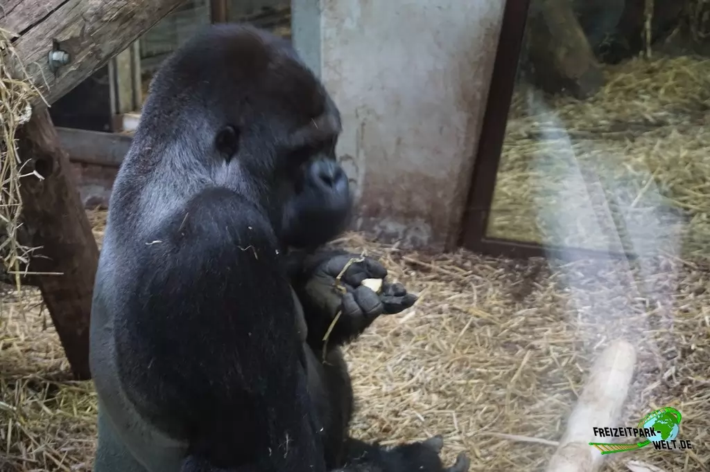 Westlicher Flachland-Gorilla im GaiaZOO - 2018
