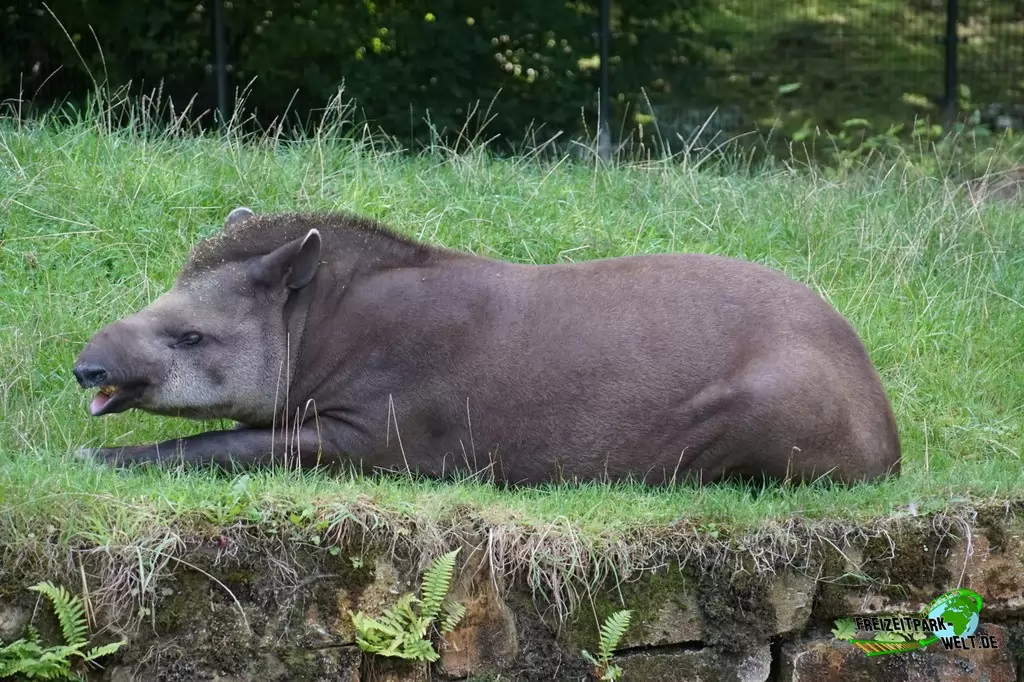 Flachlandtapir im GaiaZOO - 2019
