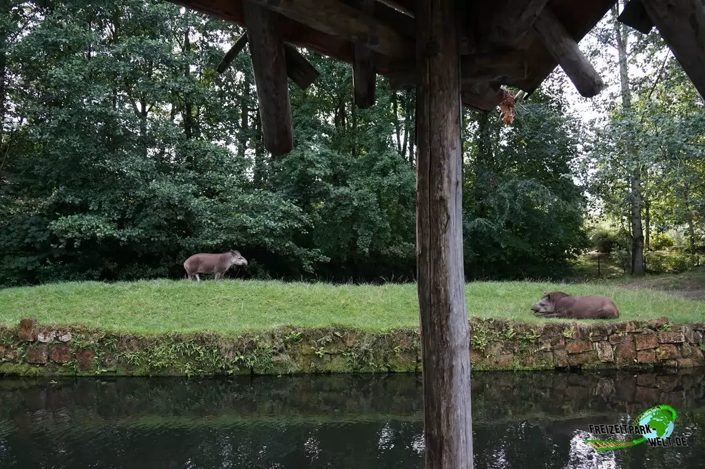 Flachlandtapir im GaiaZOO - 2019