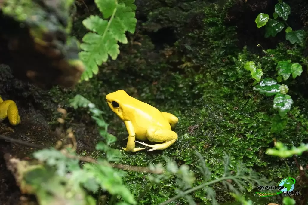 Schrecklicher Pfeilgiftfrosch im GaiaZOO - 2019