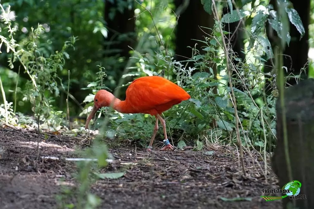 Scharlachsichler (Roter Sichler) im GaiaZOO - 2019