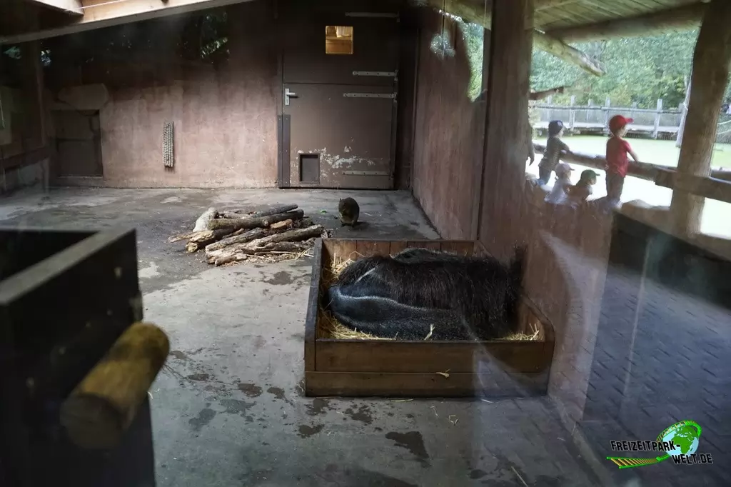 Großer Ameisenbär im GaiaZOO - 2019