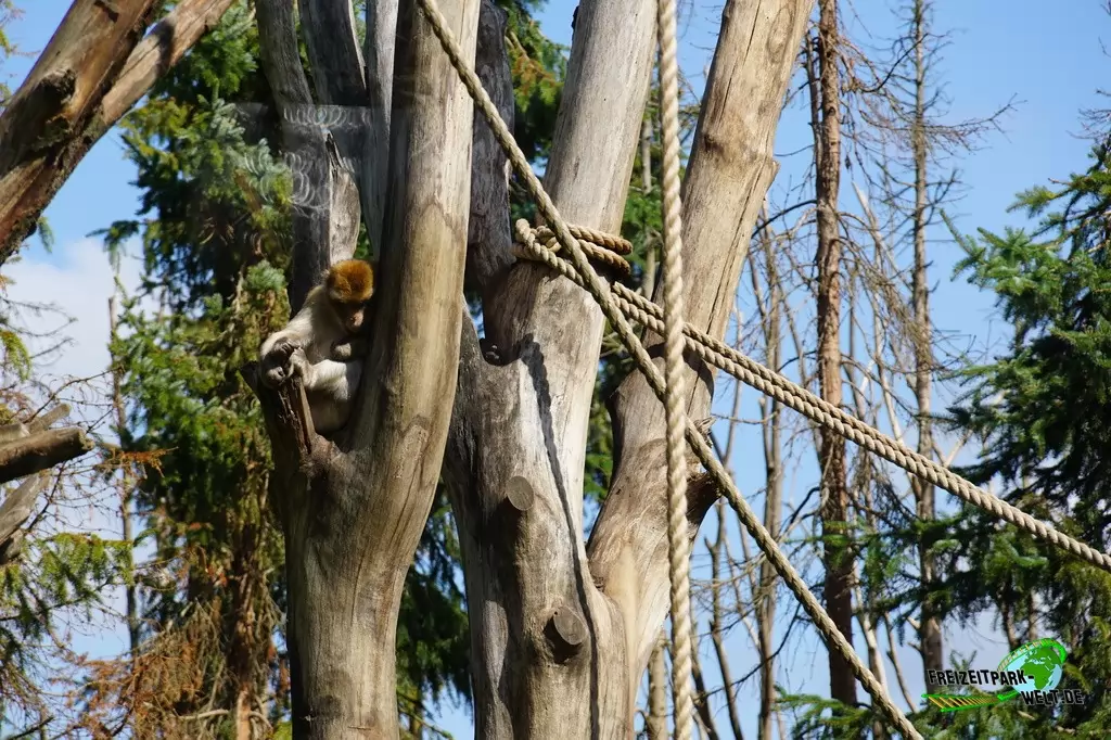 Berberaffen im GaiaZOO - 2019