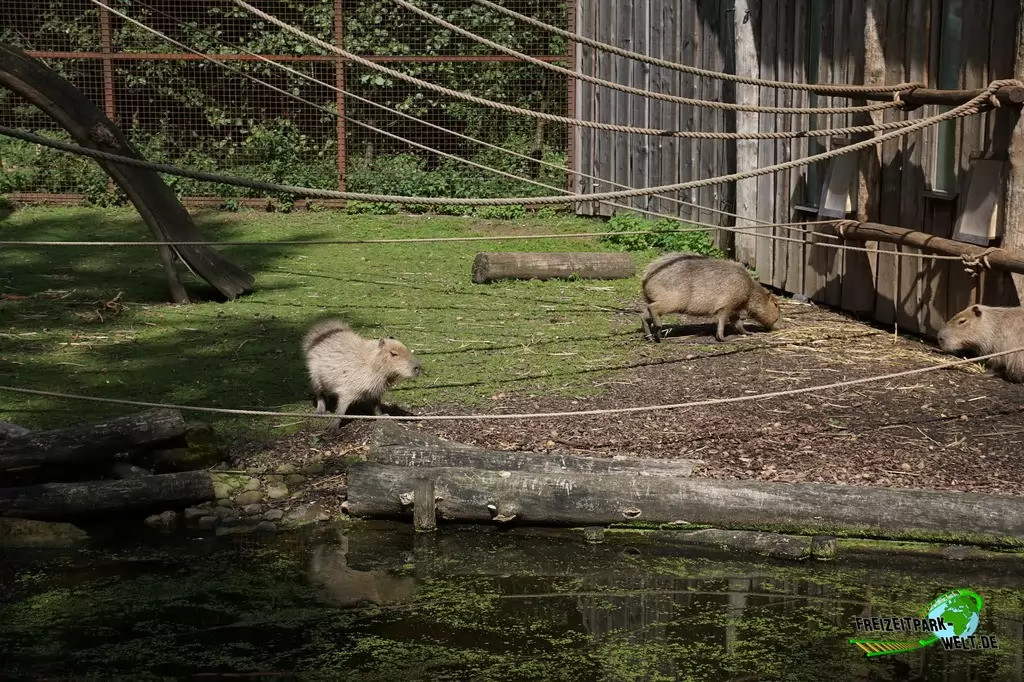 Wasserschwein / Capybara im GaiaZOO - 2019