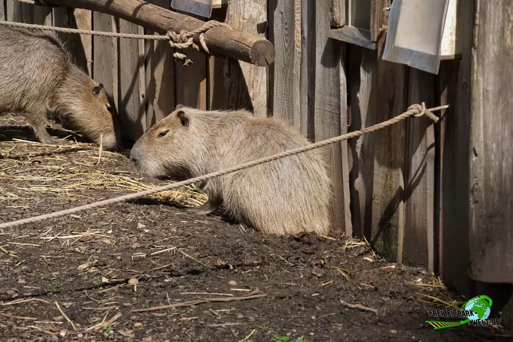 Wasserschwein / Capybara im GaiaZOO - 2019