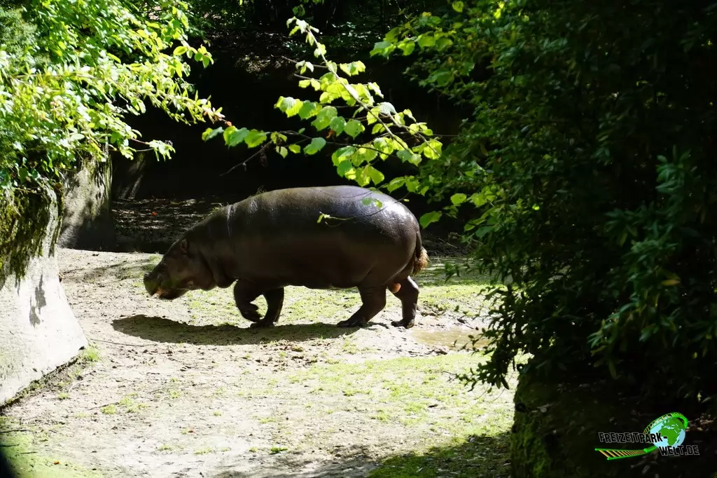 Zwergflusspferd im GaiaZOO - 2019