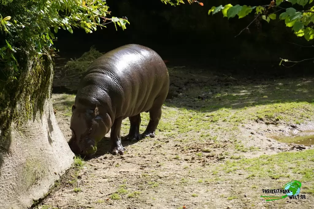 Zwergflusspferd im GaiaZOO - 2019