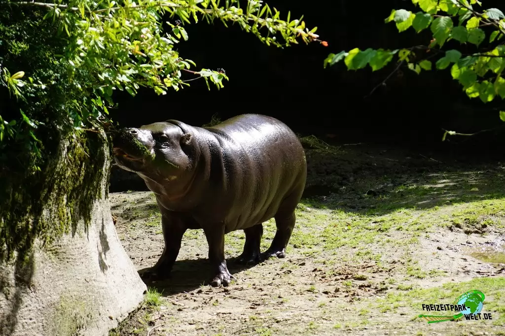 Zwergflusspferd im GaiaZOO - 2019