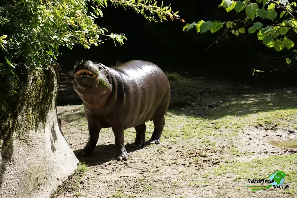 Zwergflusspferd im GaiaZOO - 2019