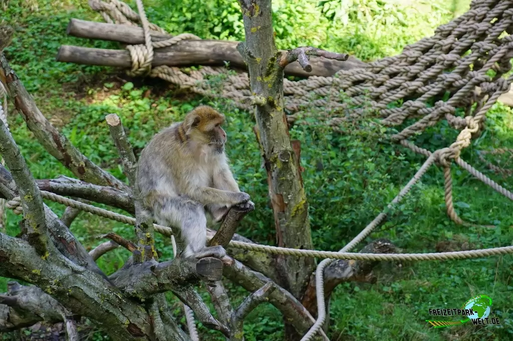 Berberaffen im GaiaZOO - 2019
