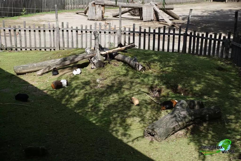 Hausmeerschweinchen im GaiaZOO - 2019