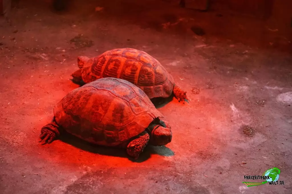 Griechische Landschildkröte im GaiaZOO - 2019