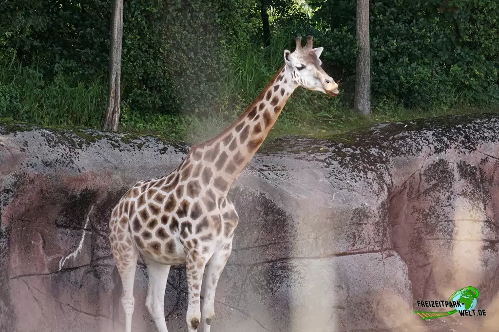 Giraffe im GaiaZOO - 2019