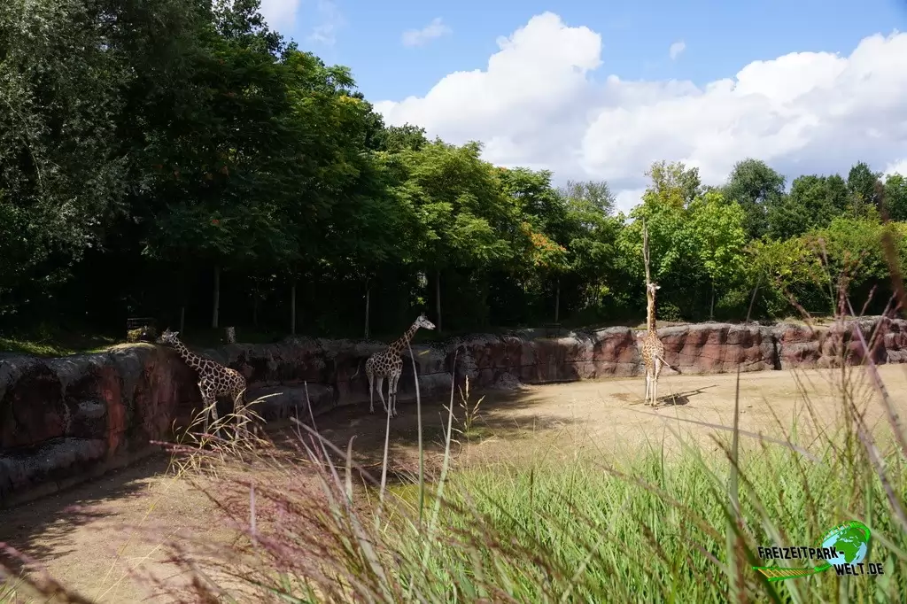 Giraffe im GaiaZOO - 2019