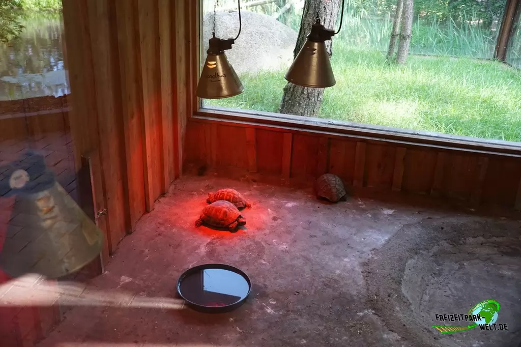 Griechische Landschildkröte im GaiaZOO - 2019