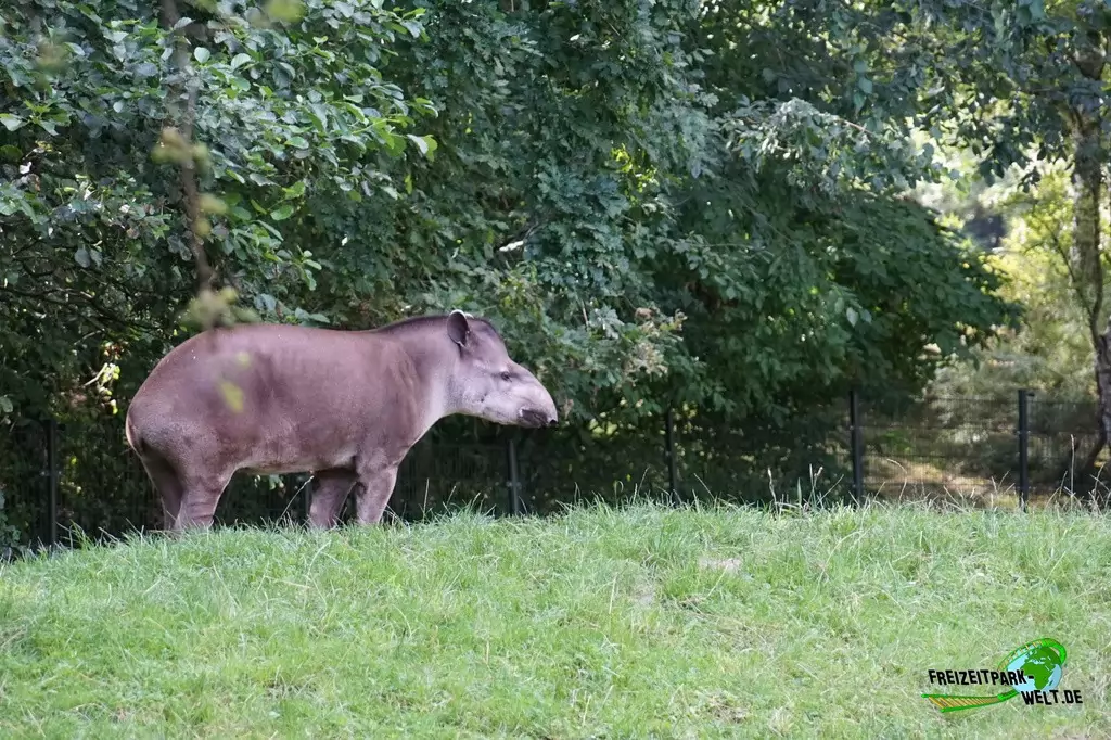 Flachlandtapir im GaiaZOO - 2019