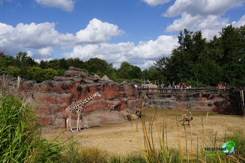 Giraffe im GaiaZOO - 2019: Die große Giraffen, Antilopen und Straussen-Savanne im afrikanischen Teil des GaiaZoo