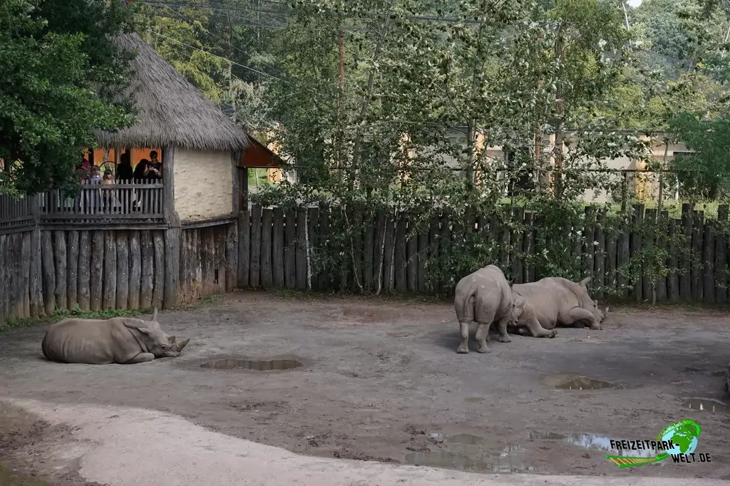 Breitmaul-Nashorn im GaiaZOO - 2019