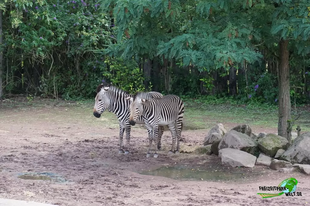 Bergzebra im GaiaZOO - 2019