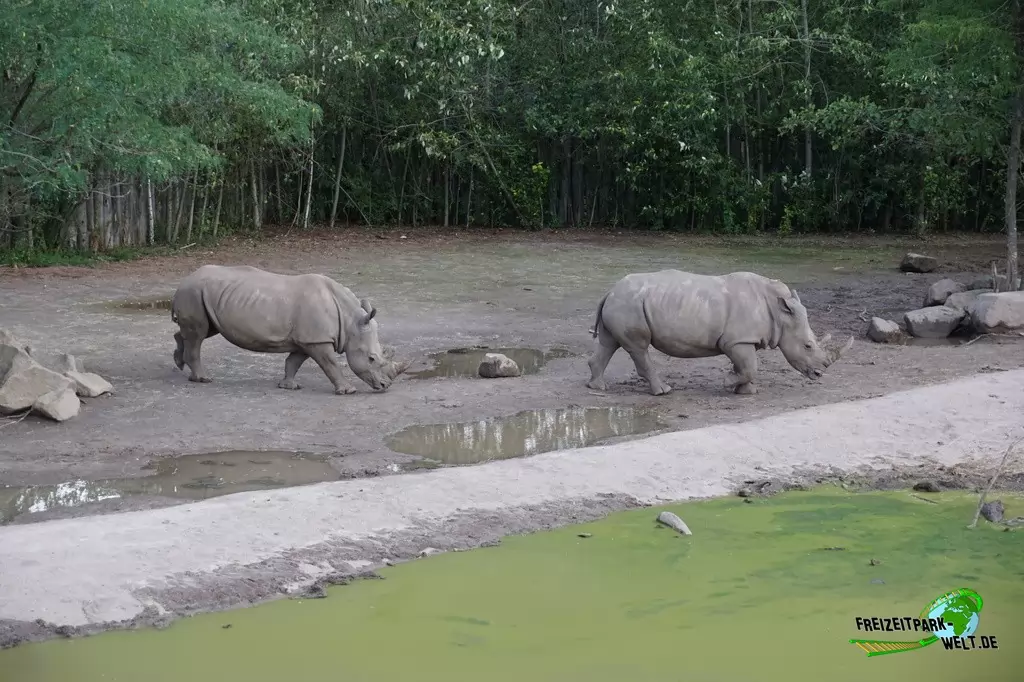 Breitmaul-Nashorn im GaiaZOO - 2019