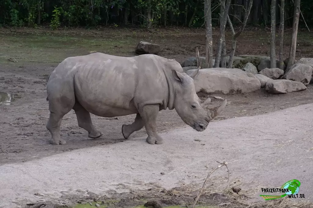 Breitmaul-Nashorn im GaiaZOO - 2019