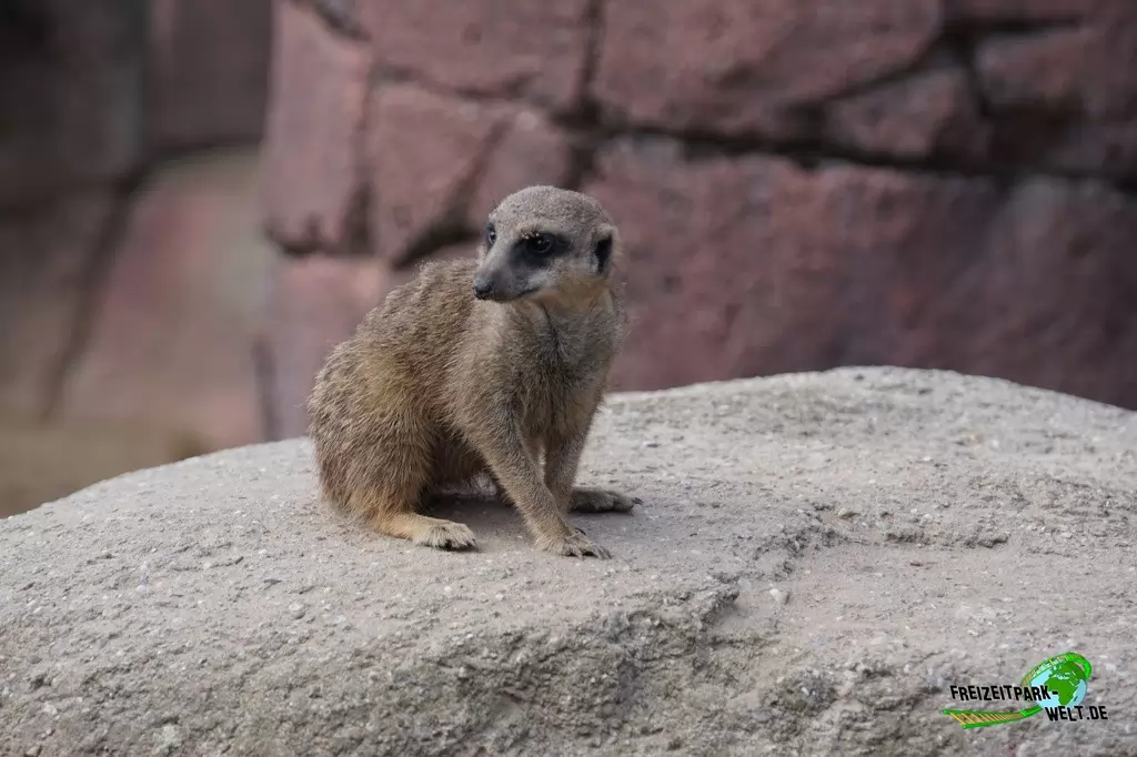 Erdmännchen im GaiaZOO - 2019