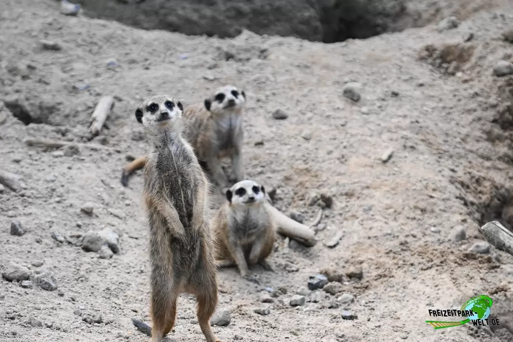 Erdmännchen im GaiaZOO - 2019