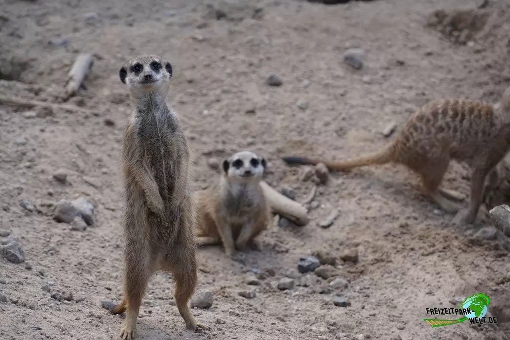 Erdmännchen im GaiaZOO - 2019