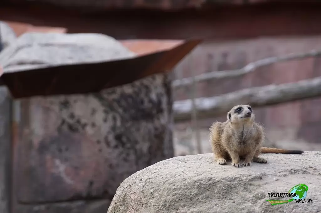 Erdmännchen im GaiaZOO - 2019
