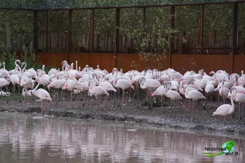 Rosaflamingo im GaiaZOO - 2019: Mit 400 Flamingos lebt seit dem Frühjahr 2019 Europas größte Flamingo-Kolonie im GaiaZOO