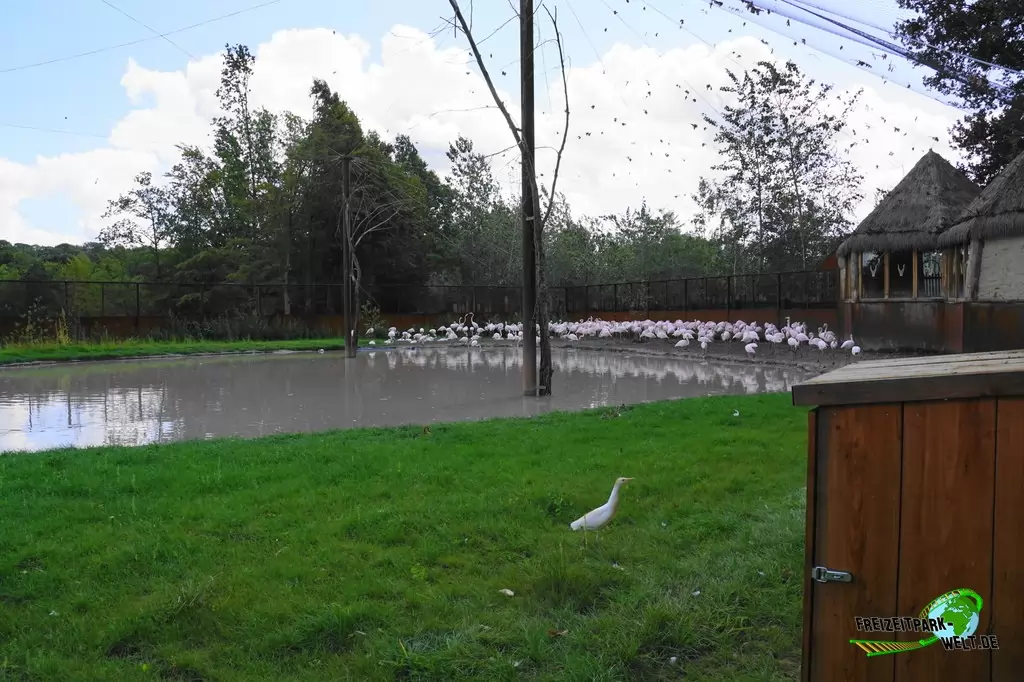 Rosaflamingo im GaiaZOO - 2019