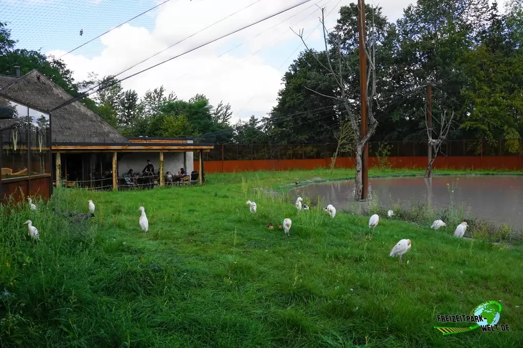 Rosaflamingo im GaiaZOO - 2019
