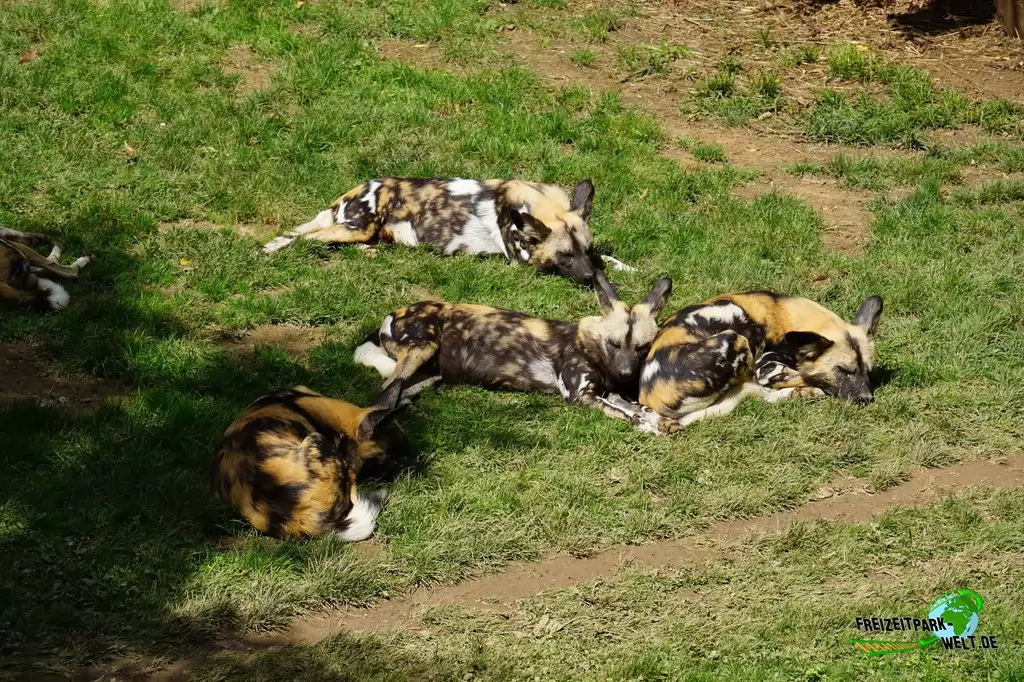 Afrikanischer Wildhund im GaiaZOO - 2019