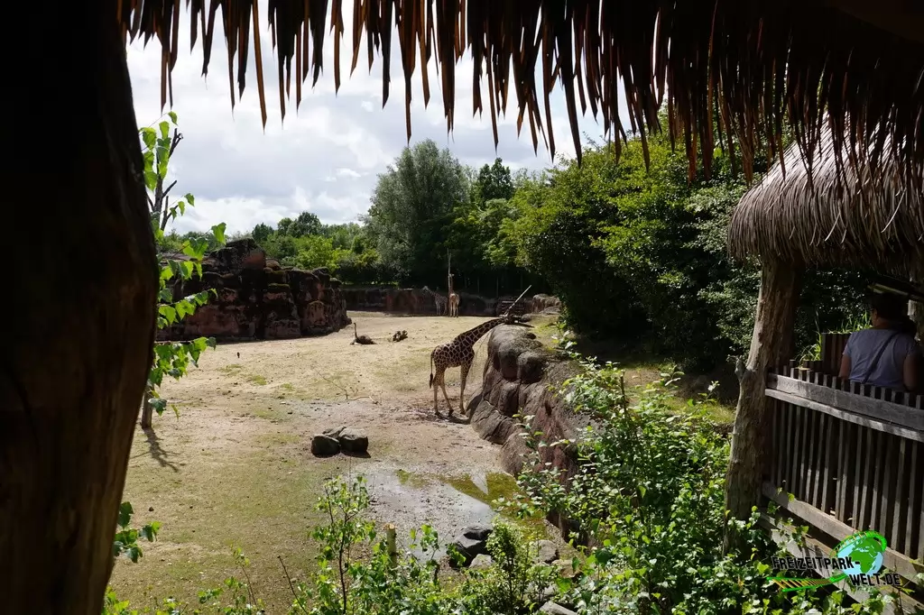 Giraffe im GaiaZOO - 2019