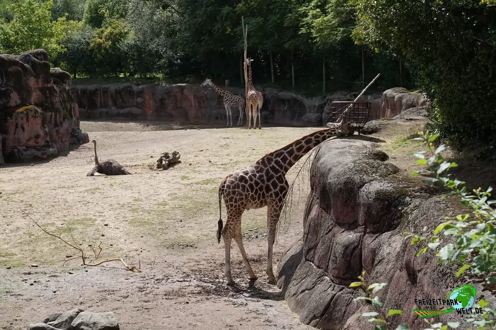 Giraffe im GaiaZOO - 2019
