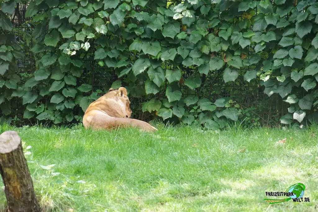Berberlöwe im GaiaZOO - 2019