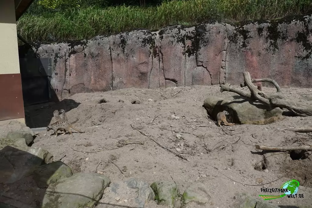 Erdmännchen im GaiaZOO - 2019